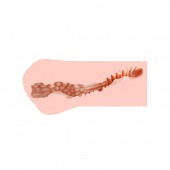 Мастурбатор-вагина Monica без вибрации - KOKOS - в Южно-Сахалинске купить с доставкой